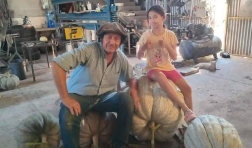 Récord en el sur cordobés: un productor cosechó un zapallo de 111 kilos