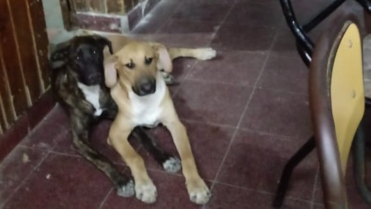 Una familia necesita dar en adopción a sus perros: el padre perdió una pierna y ya no pueden cuidarlos