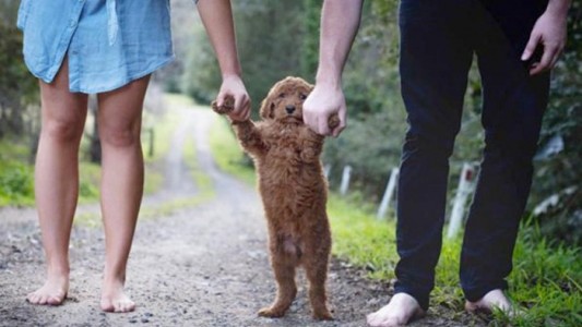 El 46% de los jóvenes argentinos prefieren tener mascotas antes que un hijo