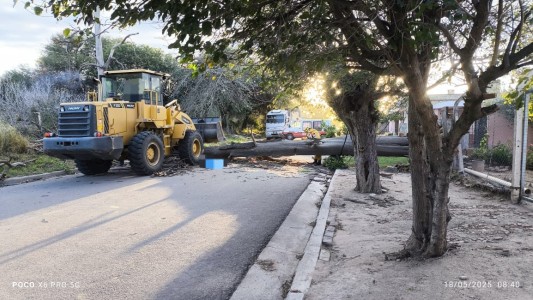 Tragedia en el interior de Córdoba: un árbol aplastó a un un motociclista en medio de la alerta meteorológica