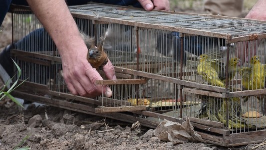 Policía Ambiental liberó un carpincho y 48 aves silvestres en Balnearia