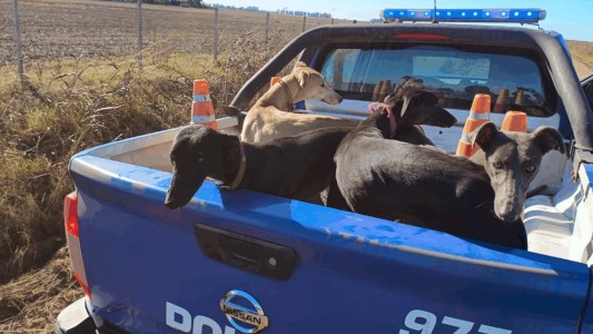 Rescataron a 70 galgos que eran utilizados para cazar
