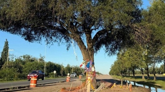 La Justicia permitió la remoción del árbol histórico de Villa Allende