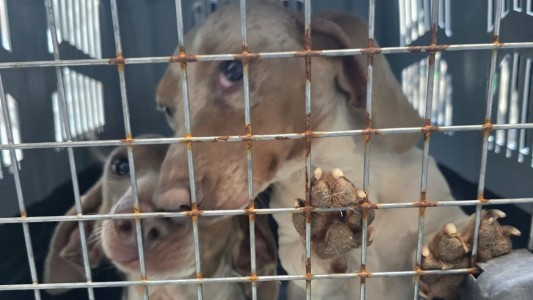 Jesús María: desarticularon un criadero clandestino con 30 perros de raza en condiciones deplorables