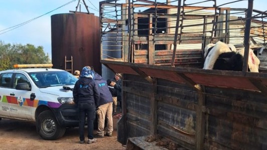 Clausuraron una sala de faena clandestina y decomisaron 1400 kilos de carne