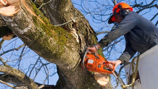 Tragedia en el interior: un hombre murió tras caer de una escalera mientras podaba un árbol