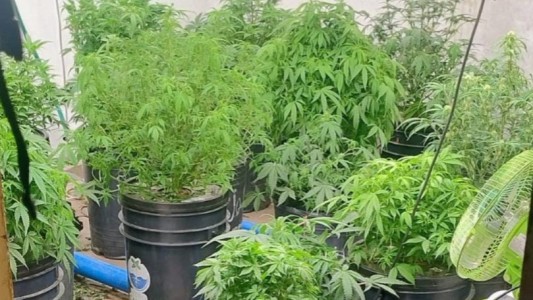 Cultivaba marihuana en su casa: le secuestraron 29 plantas y más de un kilo en frascos