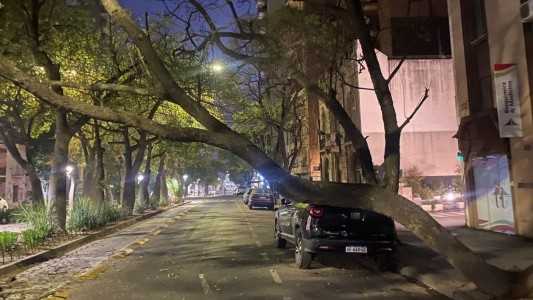 Un árbol de gran tamaño se desplomó sobre avenida Chacabuco