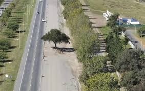 Quebracho Blanco de Villa Allende: ya está lista la grúa y es inminente su traslado