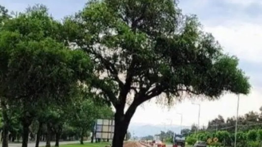 Mision cumplida: así lograron trasladar el quebracho blanco de la Avenida Luchesse