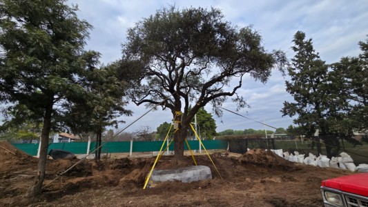 Pese a la resistencia ambiental, trasladaron el histórico quebracho blanco de Villa Allende
