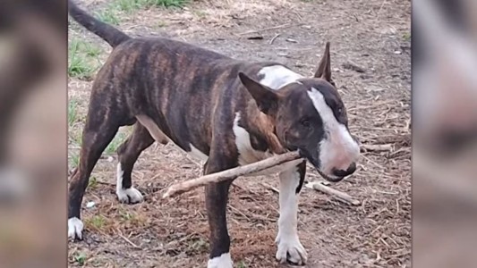 Una mujer asesinó a 14 puñaladas al perro de su vecino