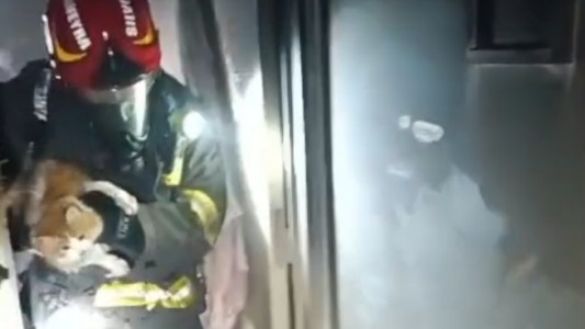Video: bomberos rescataron a un gato en medio de un incendio en Córdoba