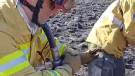 Bomberos voluntarios rescataron a una familia de cuices durante un incendio en Villa Allende