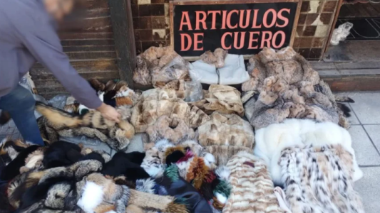 Incautaron más de 120 prendas de animales en extinción en Villa Crespo