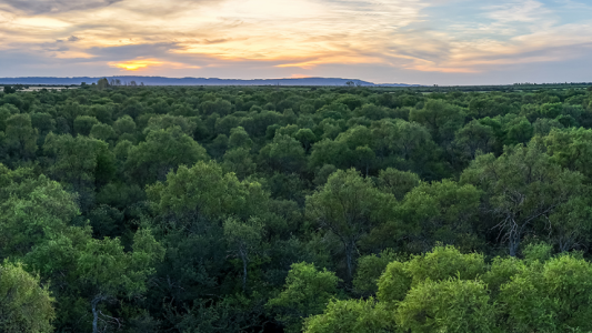 Inició la transferencia de fondos para propietarios de bosques nativos