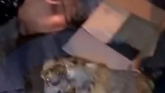 Salta: salvaron a una perrita que estaba a punto de ser triturada por la compactadora de un camión de basura