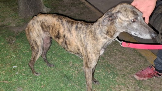 Un hombre fue detenido por negociar el rescate de un perro