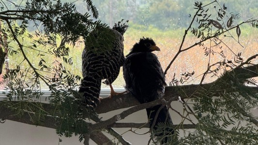 Trasladaron cinco muitú del Parque de la Biodiversidad a Corrientes para su conservación