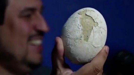 Impactante hallazgo paleontológico en la Patagonia