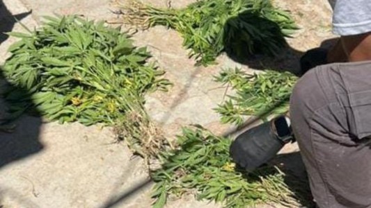 Allanamientos en Córdoba: tres detenidos y secuestro de plantines de marihuana