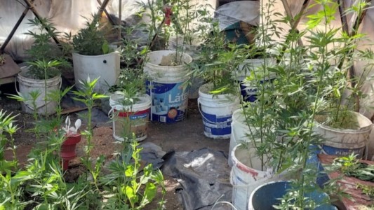 Secuestraron más de 80 plantas de marihuana y detuvieron a tres personas