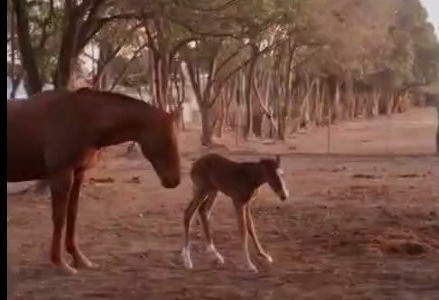 Río Cuarto: una potranca renueva la esperanza en el Escuadrón de Caballería