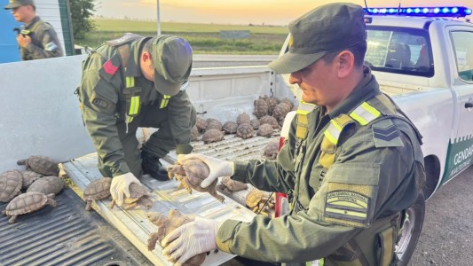 Descubren tráfico ilegal de tortugas y aves silvestres ocultas en un camión de cebollas en Santa Fe