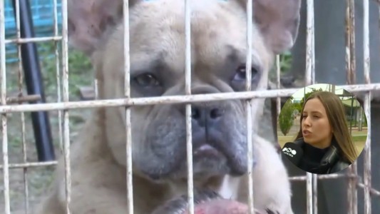 Rescataron más de 90 perros en criaderos clandestinos: estaban en pésimas condiciones