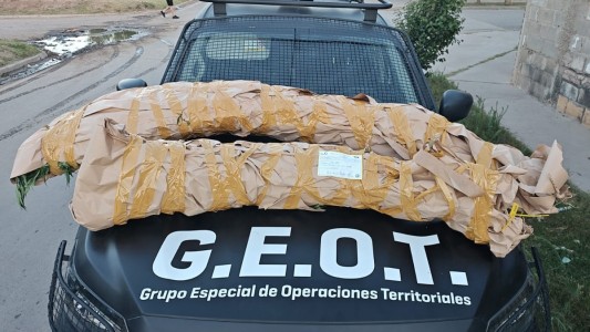 Secuestran más de 50 plantas de marihuana en un operativo