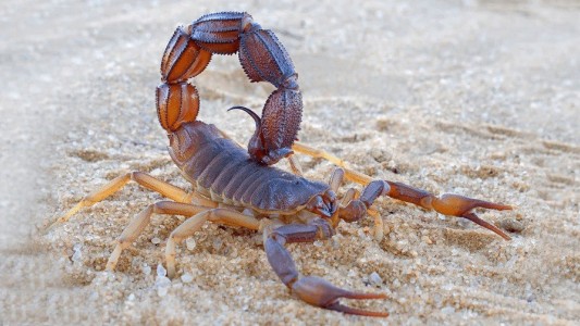 Llega el calor y los alacranes: cómo prevenir su presencia y actuar ante una picadura