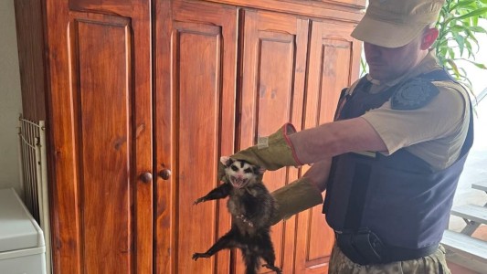 Rescataron a una comadreja con sus crías que se refugiaba en un armario