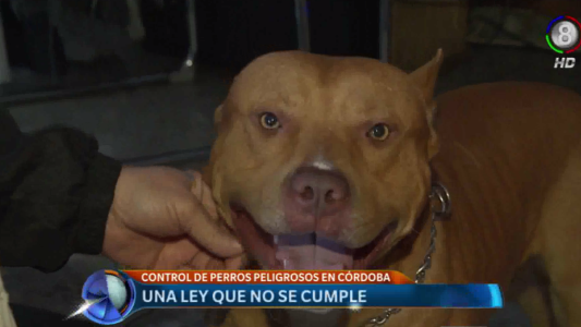 CONTROL DE PERROS PELIGROSOS