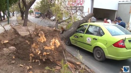 Consecuencias del fuerte viento: Un remisero se salvó de ser aplastado por un árbol