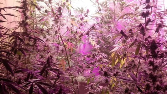 Riña en el centro: un herido, cinco detenidos y secuestran ocho plantas de cannabis