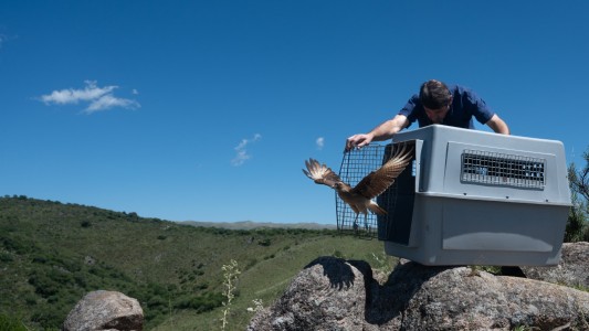 Liberaron 13 especies de animales silvestres rehabilitados en el Parque de la Biodiversidad