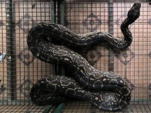 Encontraron una lampalagua gigante en una casa de Córdoba: lograron rescatarla