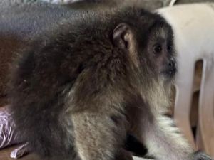 Rescate animal en Córdoba: la Patrulla Ambiental puso a salvo a un mono carayá