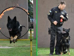 Se retiró Buster: el perro de la FPA que logró 344 operativos exitosos