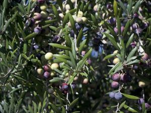 Camino del Olivo, atractivo turístico hacia los olivares en las sierras cordobesas