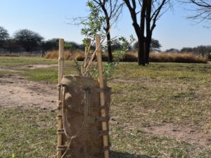 Célula de Bosque: la UCC impulsa un dispositivo innovador para restaurar ecosistemas