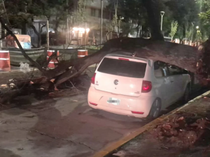 La tormenta dejó caída de árboles y daños materiales, pero sin evacuados en la capital