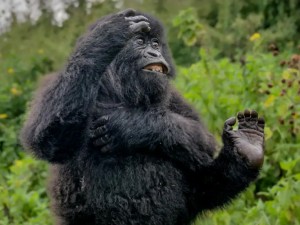 Premios Nikon de la Vida Silvestre: las imágenes más divertidas de animales de 2025