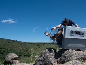 Liberaron 13 especies de animales silvestres rehabilitados en el Parque de la Biodiversidad