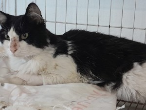 Alerta veterinaria por un virus mortal en gatos: la atención inmediata y la vacunación son clave