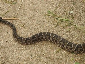 Un nene de 9 años fue internado tras ser mordido por una yarará en Córdoba