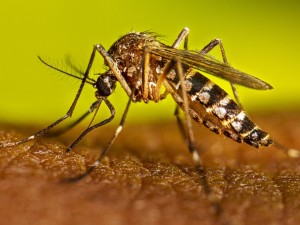 Córdoba confirmó los primeros contagios importados de dengue y chikungunya