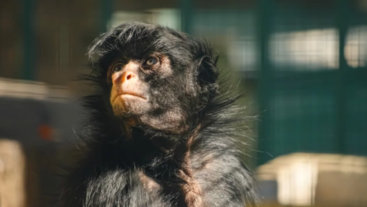 Murieron la mona “Lisa” y el tigre “Diego”, históricos animales del Parque de la Biodiversidad