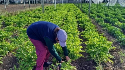 Abren las inscripciones para participar del programa “La Huerta en Tu Hogar” 2026