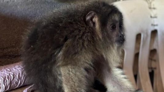 Rescate animal en Córdoba: la Patrulla Ambiental puso a salvo a un mono carayá